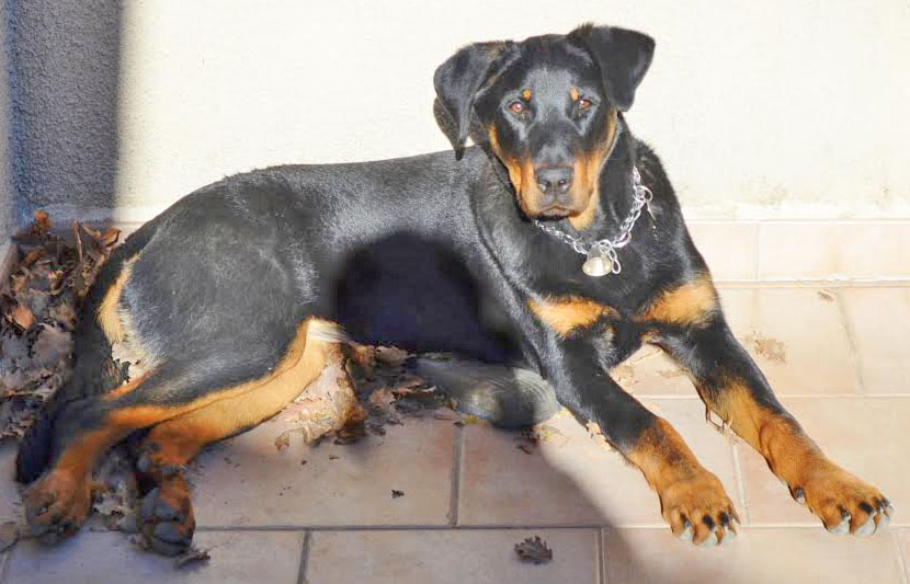  beauceron de travail 